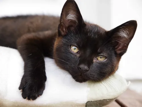 Кошек Фото черная кошка, лежащая на белой поверхности