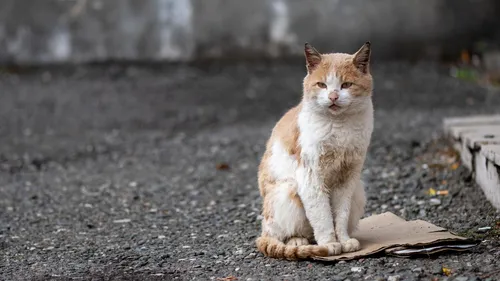 Кошек Фото кошка, сидящая на каменной поверхности