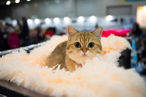 Кошек Фото кошка, лежащая в одеяле