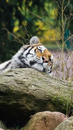 Звери Обои на телефон тигр, лежащий на скале
