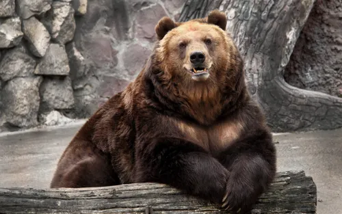 Звери Обои на телефон пара медведей сидят на бревне