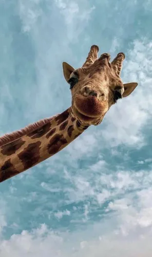 Звери Обои на телефон жираф смотрит вверх