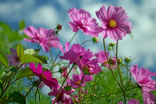 Лето Природа Обои на телефон группа цветов