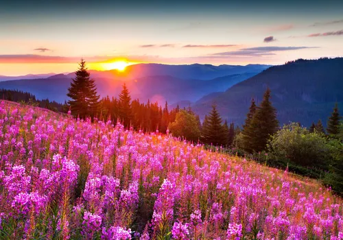 Лето Природа Обои на телефон поле цветов с деревьями и горами на заднем плане