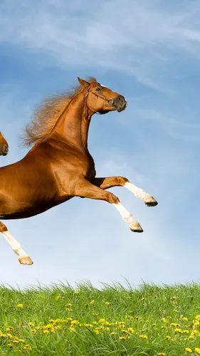 Лето Природа Обои на телефон прыжки лошади в воздухе