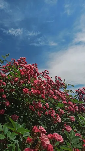 Лето Природа Обои на телефон куст с розовыми цветами