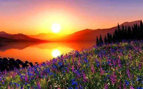 Лето Природа Обои на телефон поле цветов с закатом на заднем плане
