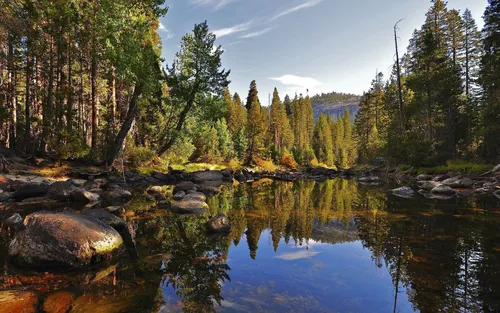 Лето Природа Обои на телефон озеро, окруженное деревьями
