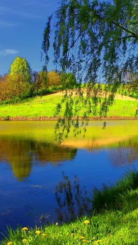 Лето Природа Обои на телефон водоем с травой и деревьями вокруг него
