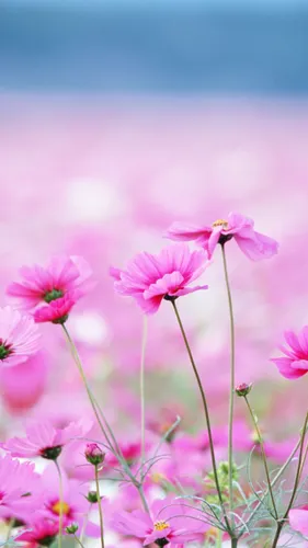 Лето Природа Обои на телефон группа розовых цветов