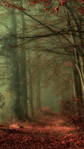 Осень Hd Обои на телефон туманный лес с деревьями