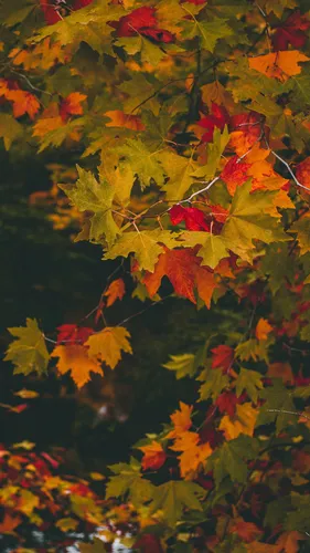 Осень Бесплатно Обои на телефон группа разноцветных листьев