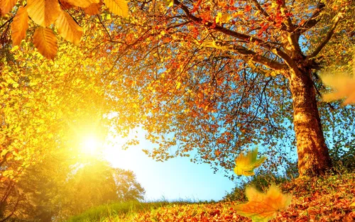 Осень Бесплатно Обои на телефон дерево с оранжевыми листьями