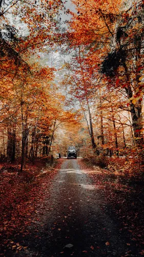 Осень Бесплатно Обои на телефон автомобиль едет по дороге, усаженной деревьями с оранжевыми листьями