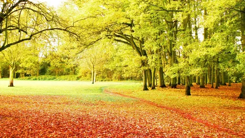 Осень Бесплатно Обои на телефон тропинка с деревьями по обе стороны
