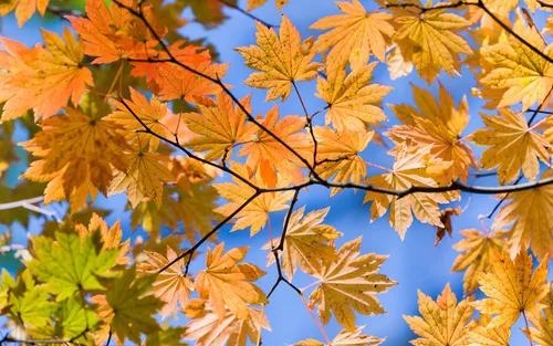 Осень Бесплатно Обои на телефон дерево с желтыми листьями