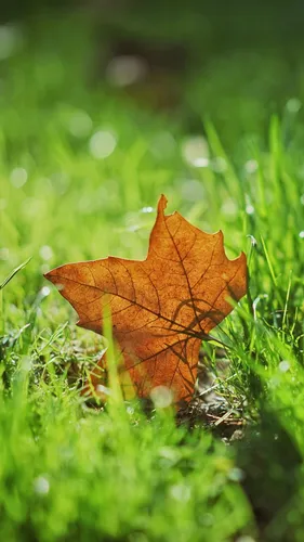 Осень Бесплатно Обои на телефон коричневый лист на траве