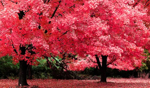 Осень Бесплатно Обои на телефон группа деревьев с розовыми листьями