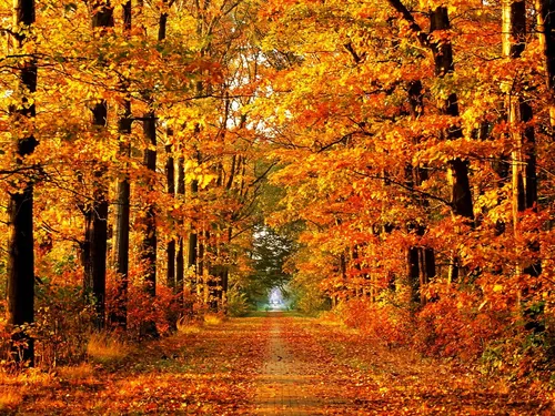 Осень Бесплатно Обои на телефон дорога в лесу