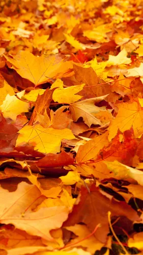 Осень Бесплатно Обои на телефон куча желтых и красных листьев
