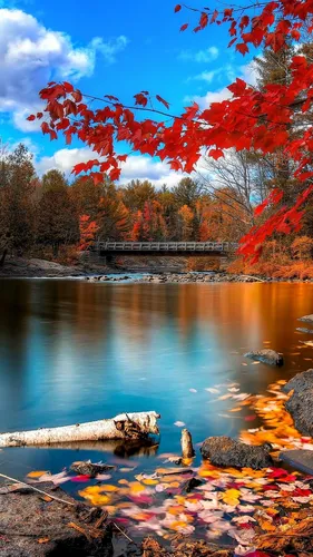 Осень Бесплатно Обои на телефон водоем с деревьями вокруг