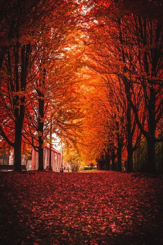 Осень Бесплатно Обои на телефон группа деревьев с оранжевыми листьями
