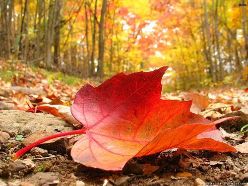 Осень Бесплатно Обои на телефон красный лист на земле