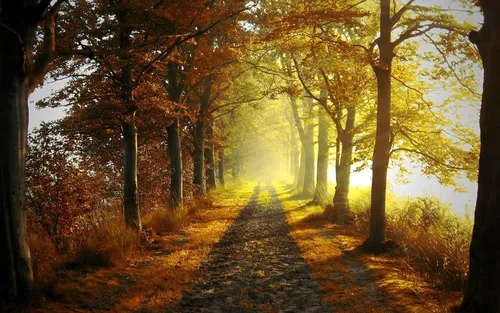 Осень Бесплатно Обои на телефон тропинка через лес