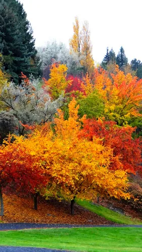 Осень Бесплатно Обои на телефон группа деревьев с оранжевыми и желтыми листьями