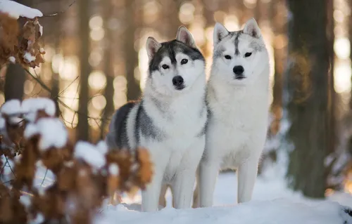 Хаски Обои на телефон группа собак на снегу