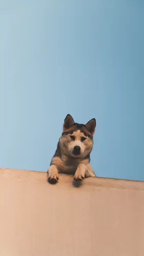 Хаски Обои на телефон собака, лежащая на стене