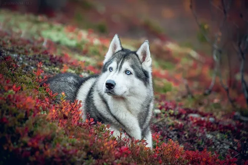 Хаски Обои на телефон собака сидит в цветочном поле