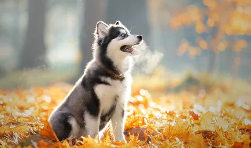 Хаски Обои на телефон собака, стоящая в куче листьев