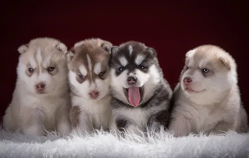 Хаски Обои на телефон группа щенков в куче снега