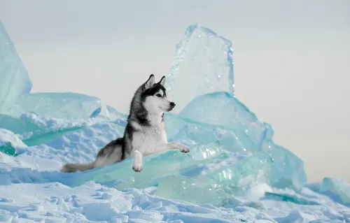 Хаски Обои на телефон собака, лежащая на айсберге