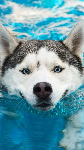 Хаски Обои на телефон собака плавает в воде
