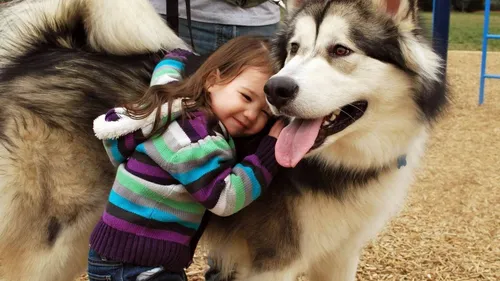 Хаски Обои на телефон девушка обнимает собаку
