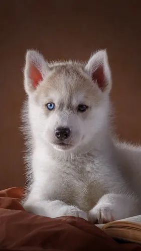 Хаски Обои на телефон белая собака с голубыми глазами