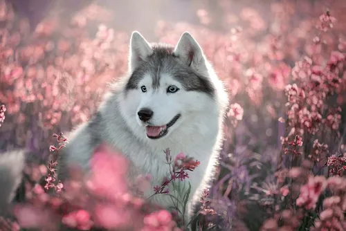 Хаски Обои на телефон волк на цветущем дереве