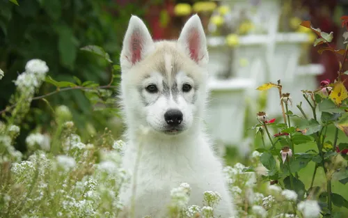 Хаски Обои на телефон белая собака в поле цветов