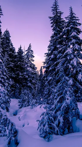 Природа Современный Обои на телефон группа деревьев, покрытых снегом