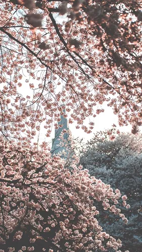 Природа Современный Обои на телефон дерево с розовыми цветами