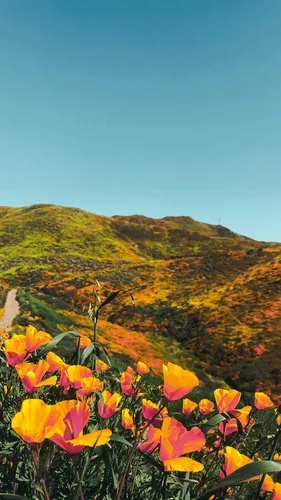 Природа Современный Обои на телефон холм с цветами на фоне Калифорнийского макового заповедника Долина Антилоп