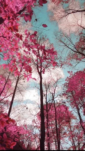 Природа Современный Обои на телефон группа деревьев с розовыми цветами
