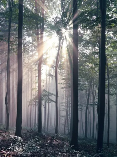 Природа Современный Обои на телефон лес деревьев
