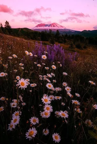 Эстетика Фото цветочное поле с горой на заднем плане
