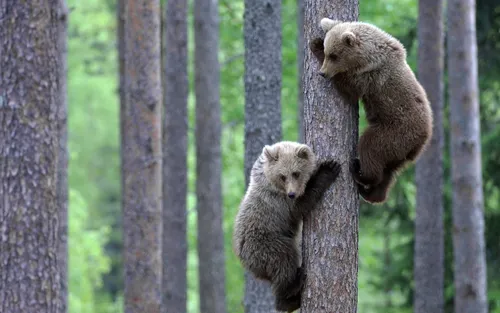 Волчонок Обои на телефон группа медведей в лесу