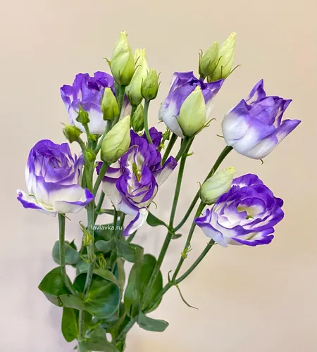 Эустома Фото ваза с фиолетовыми цветами