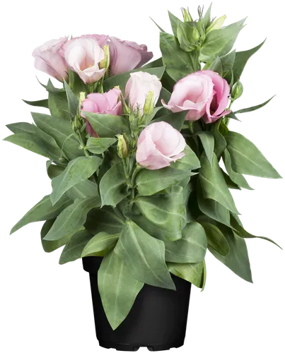 ваза с розовыми цветами