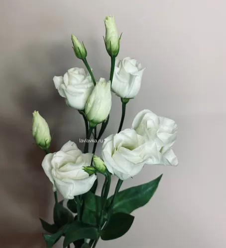 Эустома Фото растение с белыми цветами
